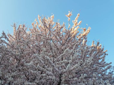 Kiraz çiçekleri ve mavi berrak gökyüzü dolu bir ağaç.