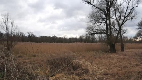 Suchá Mokřina Skleněné Sklo Fotoaparátu Přes Suché Chatrče Holé Stromy — Stock video