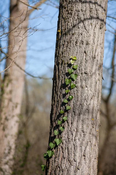 Edera Albero Una Piccola Sezione Edera Salice Bianco — Foto Stock