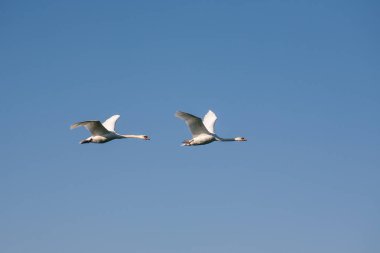 Uçan iki kuğu. Mavi arka planda uçan iki yetişkin kuğu..