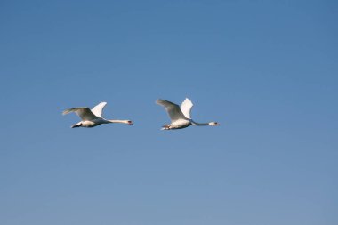 Uçan iki kuğu. Mavi arka planda uçan iki yetişkin kuğu..