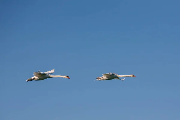 Два Лебедя Полете Два Взрослых Лебедя Синем Фоне Полете — стоковое фото