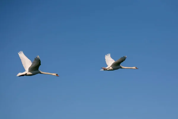 Dos Cisnes Vuelo Dos Cisnes Adultos Sobre Fondo Azul Vuelo — Foto de Stock