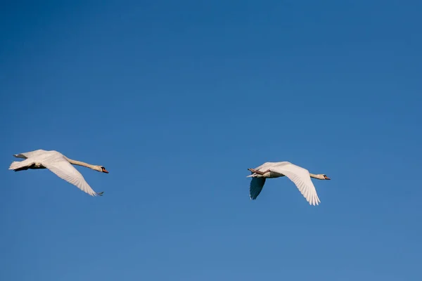 Dos Cisnes Vuelo Dos Cisnes Adultos Sobre Fondo Azul Vuelo — Foto de Stock