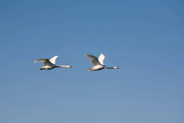 Uçan iki kuğu. Mavi arka planda uçan iki yetişkin kuğu..