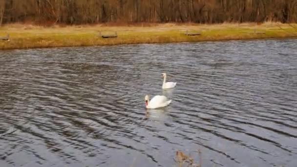 Dos Cisnes Lago Los Cisnes Nadan Hacia Cámara Sumergen Bajo — Vídeo de stock