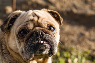 Melez çetelerin kahverengi köpeği kameraya bakıyor. Güneş yüzün bir tarafında parlıyor. Boş bir alan var.