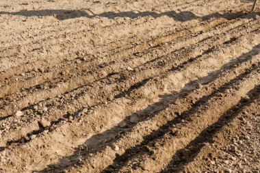 Arazi ekime hazır. Tohumların ekildiği yerde çiçek tarlaları var.