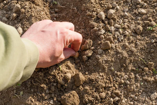 Hand Van Een Man Handschoenen Plant Een Tuin Ziet Hand — Stockfoto