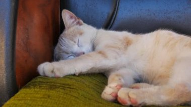 Kedi uyuyor, aniden uyanıyor ve tekrar uykuya dalıyor. Kedi kanepede uyuyor. Sabit kamera, kapat.