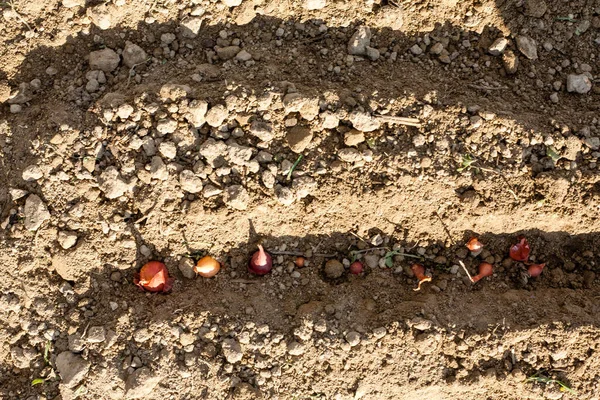 Boleto Cebola Com Bulbos Cebola Nele Boleto Cebola Com Bulbos — Fotografia de Stock