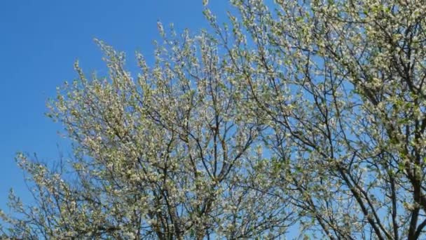 Dosel Cerezo Con Flores Flor Primavera Dosel Balancea Viento Ligero — Vídeo de stock