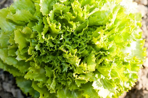 Bund Green Lettuce — Stock Photo, Image
