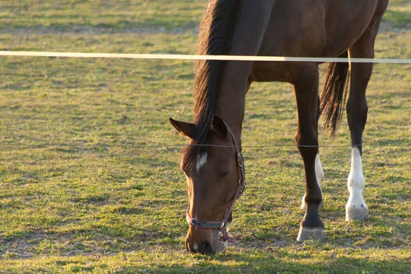 Magnífico Cavalo Marrom Correndo Torno Uma Área Preservada Prado Coberto — Fotografia de Stock