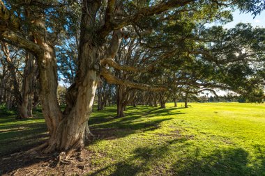 Güzel park Sidney Avustralya.