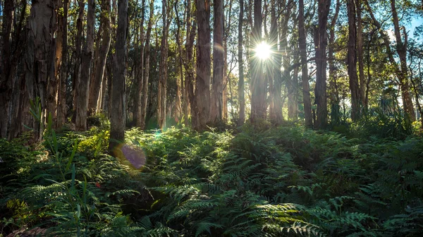 Disposizione di alberi nel parco centenario di Sydney Fotografia Stock