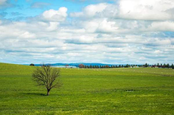 Tierra de hierba del campo de Australia — Foto de Stock