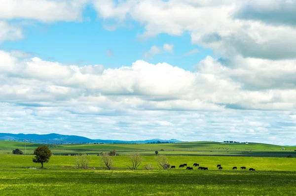 Avustralya kırsalında inek çiftliği — Stok fotoğraf