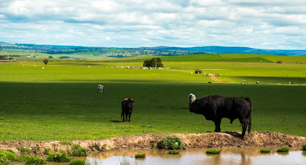 Αγελάδα αγρόκτημα στην εξοχή Αυστραλία — Φωτογραφία Αρχείου