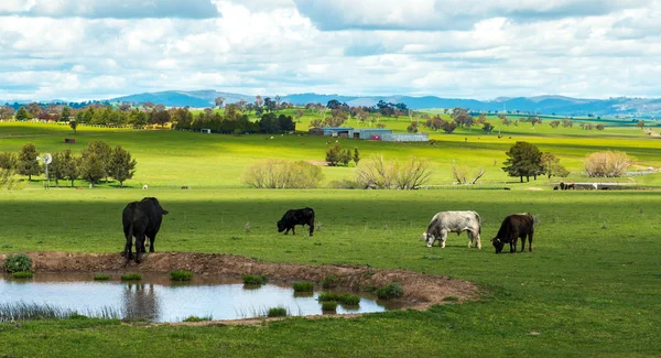在澳大利亚农村奶牛场 — 图库照片