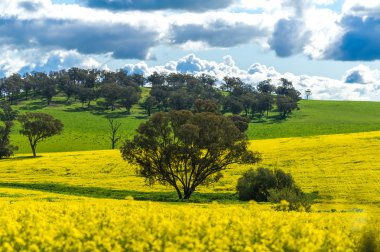 Kanola alan Avustralya