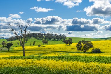 Kanola alan Avustralya
