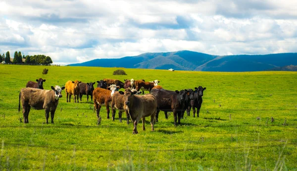 Коровье хозяйство в сельской местности Австралии — стоковое фото