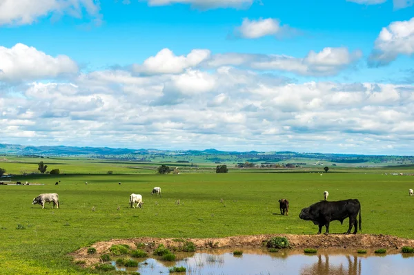 호주 시골에서 젖소 농장 — 스톡 사진
