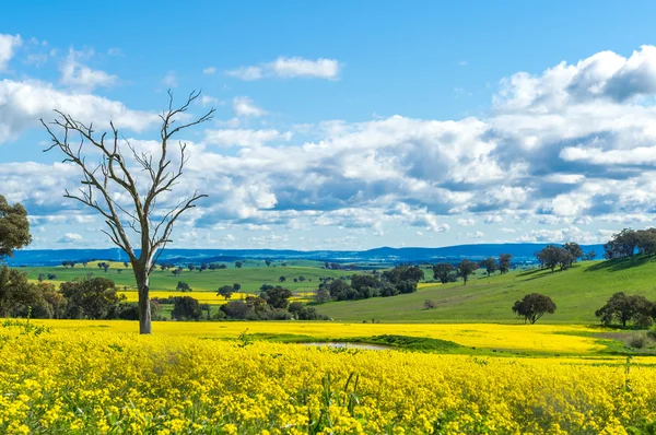 Rzepakowego pola w Australii — Zdjęcie stockowe