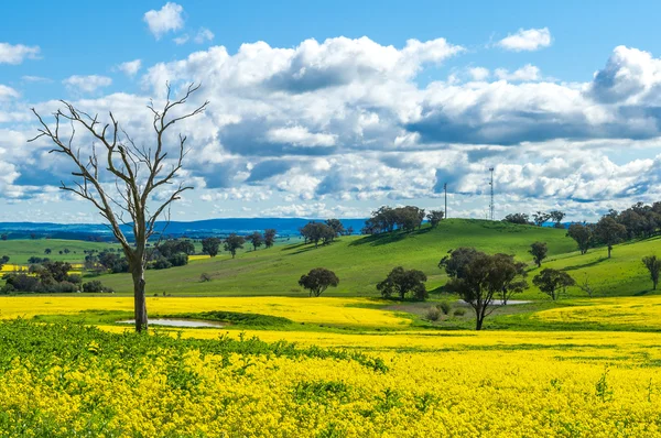 Raps fält i Australien — Stockfoto