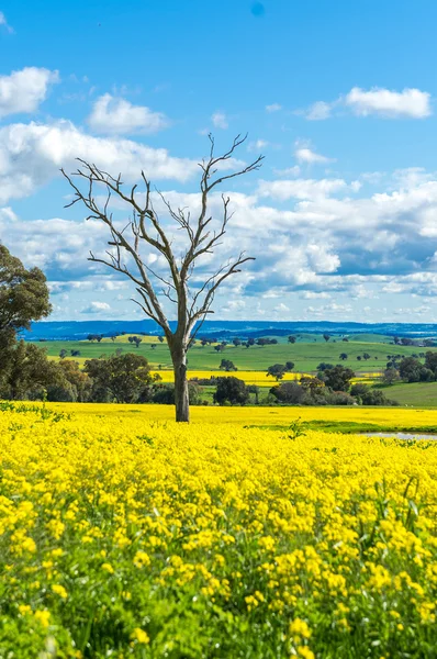 Raps fält i Australien — Stockfoto