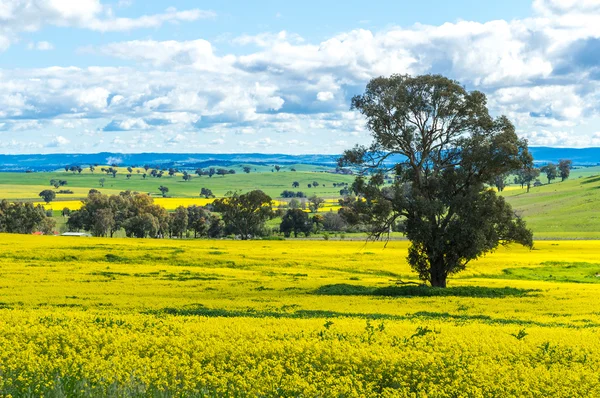 Raps fält i Australien — Stockfoto