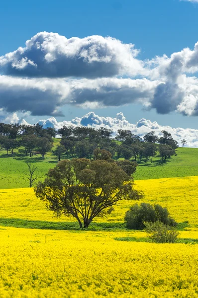 Raps fält i Australien — Stockfoto