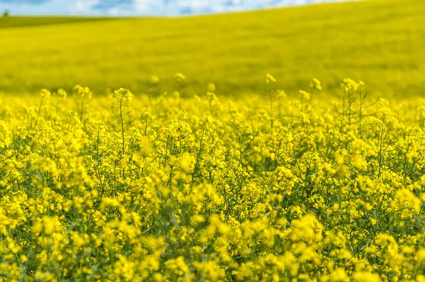 Canola field in Australia — Stock Photo, Image