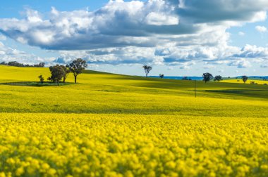 Kanola alan Avustralya
