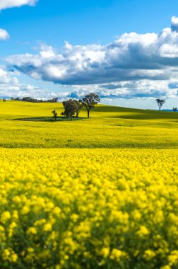 Kanola alan Avustralya