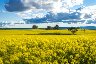 Kanola alan Avustralya