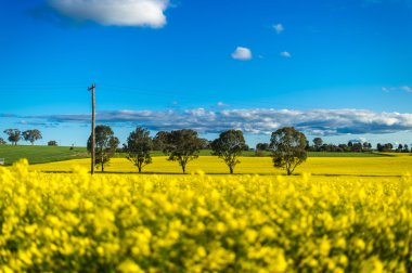 Kanola alan Avustralya
