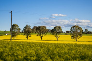 Kanola alan Avustralya