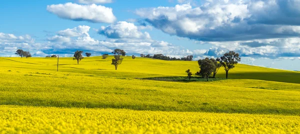 Canola veld in Australië — Stockfoto