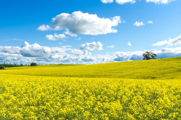 オーストラリアの菜の花畑 — ストック写真