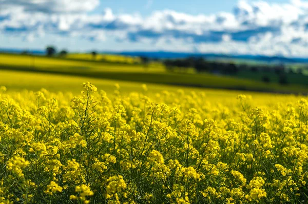 Campo de Canola na Austrália — Fotografia de Stock