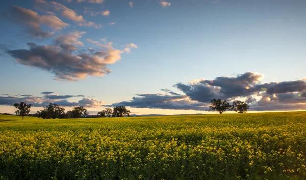 Canola veld in Australië — Stockfoto