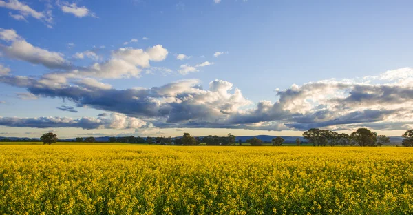 Canola veld in Australië — Stockfoto