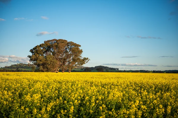 Campo de canola en Australia — Foto de Stock