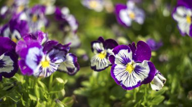 Lale ve Floriade Canberra 2016 yılında birçok çiçek çiçek