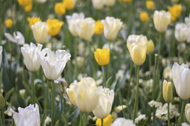 Lale ve Floriade Canberra 2016 yılında birçok çiçek çiçek