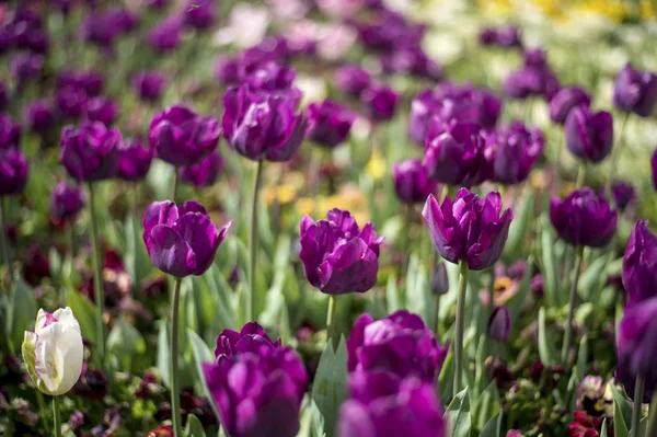 La tulipe et de nombreuses fleurs fleurissent à Floriade Canberra 2016 — Photo