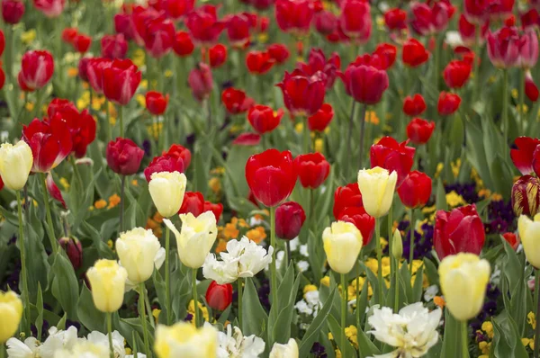 La tulipe et de nombreuses fleurs fleurissent à Floriade Canberra 2016 — Photo