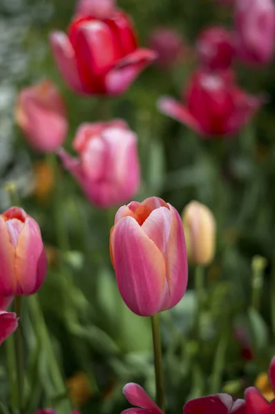 La tulipe et de nombreuses fleurs fleurissent à Floriade Canberra 2016 — Photo